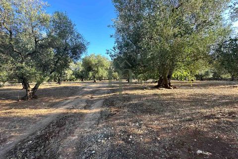 Ruïna a Ostuni, Brindisi, Ostuni - € 43.000 | Ref: Lamia Vite - foto 20